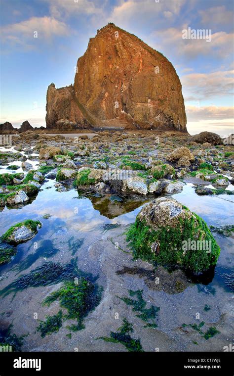 Haystack Rock in Cannon Beach Oregon at Low Tide Stock Photo - Alamy