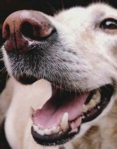 Dog Chattering Teeth. Should You Be Worried? - Pupster Passion