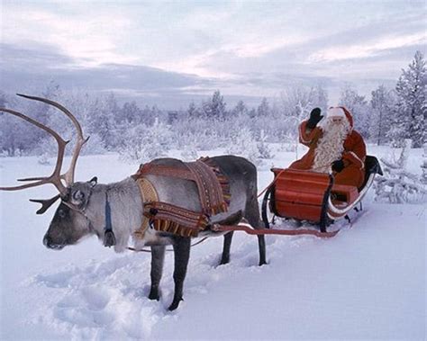 Reindeers Wallpapers - Wallpaper Cave