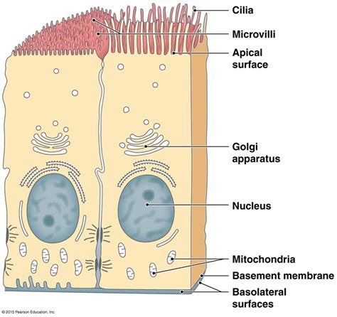 What Is the Apical Surface of Epithelial Tissue - EliankruwStuart