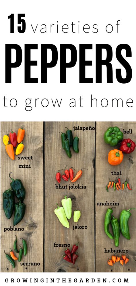 Types of peppers pepper varieties – Artofit