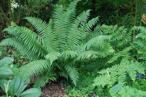 Dryopteris wallichiana, fougère, sol frais - Pépinière du Penthièvre