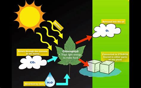 Photosynthesis And Respiration Difference