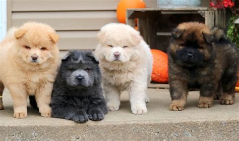 Chow Chow Puppies For Sale | Puppy Adoption | Keystone Puppies