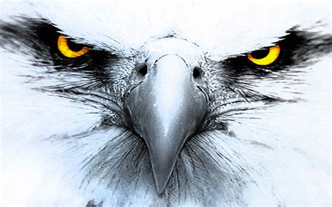 Eagle HD Wallpaper, Desktop Eagle Hd Wallpaper, #18797