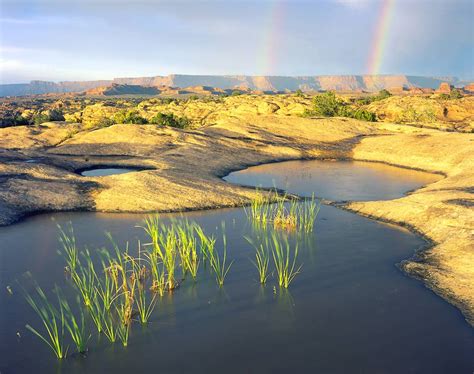 Ephemeral Pools (U.S. National Park Service)