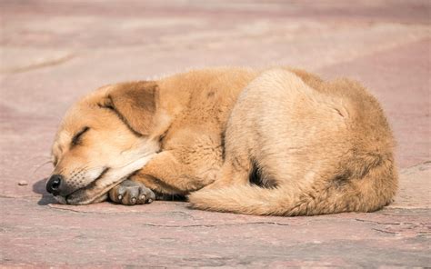 Free stock photo of sleeping dog