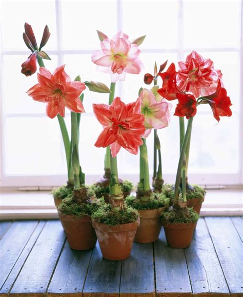 Amaryllis: Plant Care & Growing Guide