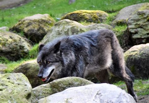 Are There Wolves in Glacier National Park? - Discovering Montana