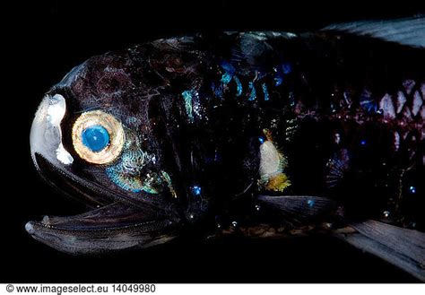 Deep-Sea Lanternfish Deep-Sea Lanternfish,bathypelagic,bioluminescence ...