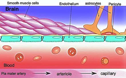 Blood–brain barrier - Wikipedia