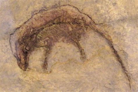 Louisville Fossils and Beyond: Eomaia scansoria Mammal Fossil