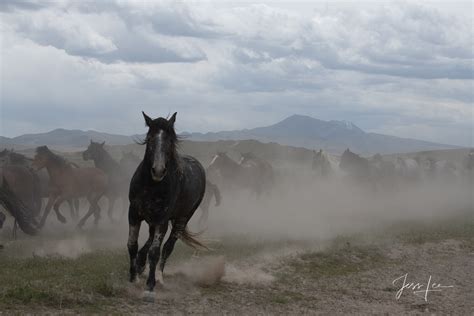 Wild horse Photography Workshop Utah | Photos by Jess Lee