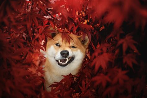 Shiba Inu HD, HD Wallpaper | Rare Gallery