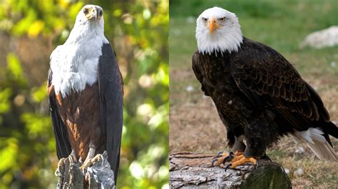 The African Fish Eagle vs Bald Eagle: Their Differences