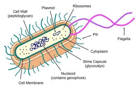 Morphology of Bacteria and its Structures External to Cell Wall - Food ...