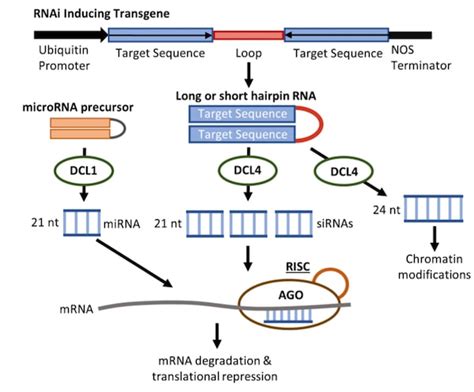 RNA Interference in Plant Biology: New Tools for an Old Favorite