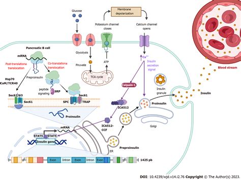 Beta Cells Insulin