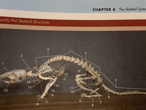 Rat Skeletal Structures Diagram | Quizlet