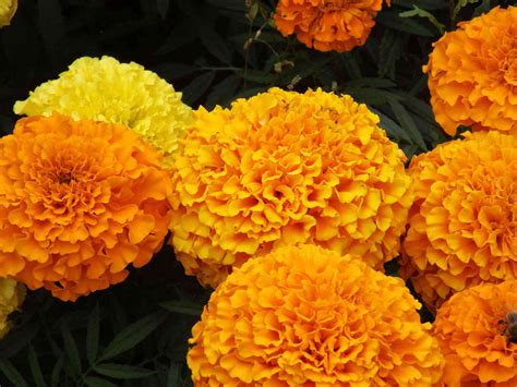 How to Grow and Care for Marigold Flowers