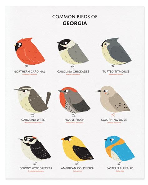 Common State Birds of Georgia Art Print Illustrated Chubby Bird Print ...