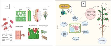 a Bacterial pathogenesis (Bacteria enter into plant system through ...