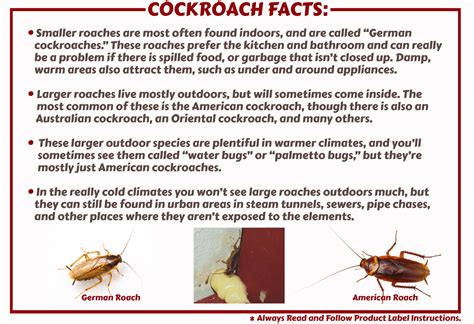 Cockroaches | Control Strategies & Products – Maggie's Farm Ltd