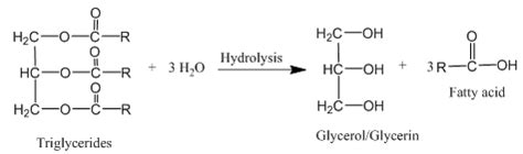 Formation of glycerol and free fatty acids by hydrolysis of ...