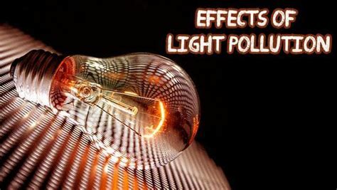 Impacts of Light Pollution on Humans & Animals | Earth Reminder