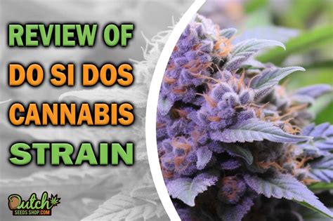 Do Si Dos Marijuana Strain Information and Review - DSS