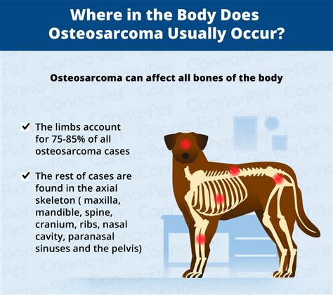 How Long Does A Dog With Osteosarcoma Live