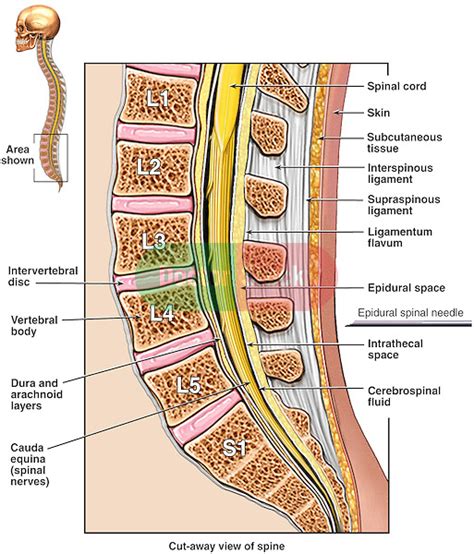 Anatomy of the Lumbosacral Spine | Doctor Stock