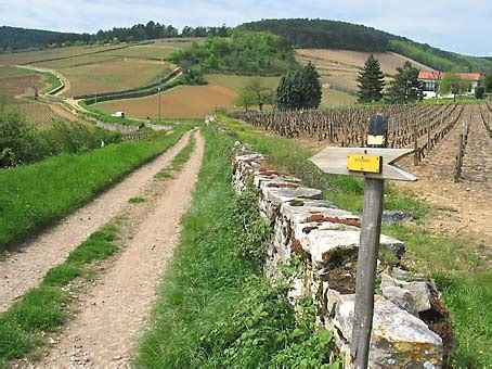 Wine Tasting, Vineyards, in France: Bourgogne