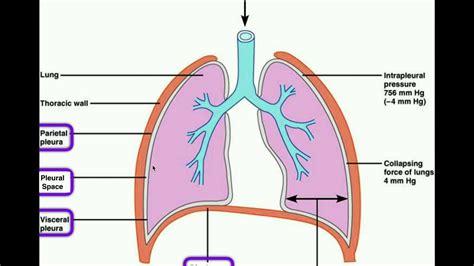 13+ Body Cavities Diagram | Robhosking Diagram