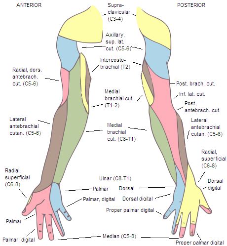 Dorsal digital nerves of radial nerve - wikidoc