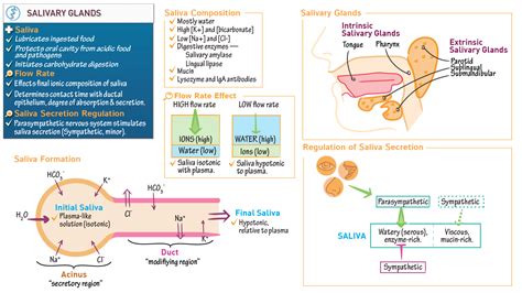MCAT Biology & Biochemistry: Salivary Glands | Draw It to Know It