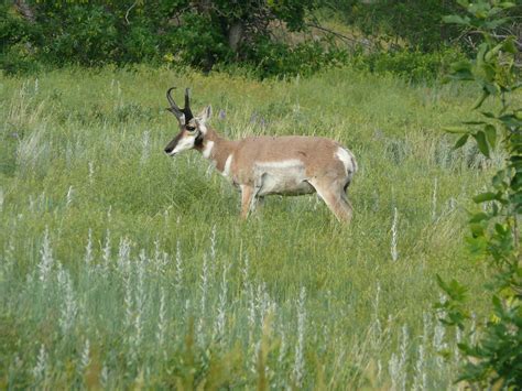 Pronghorn | Custer State Park South Dakota | ccarlstead | Flickr