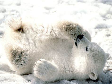 Baby polar bear wallpapers |Funny Animal