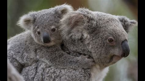 Pictures Of Cute Baby Koalas