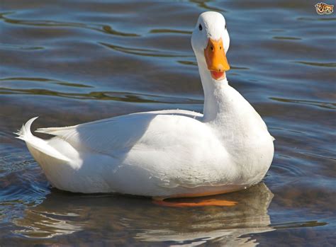 The meaning and symbolism of the word - «Duck»