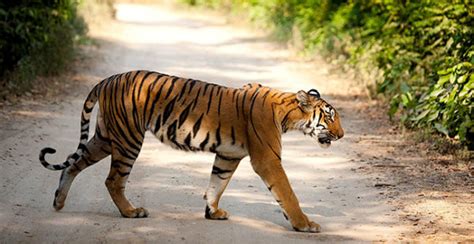 Poaching Hazard: Corbett Tiger Reserve orders shoot at sight orders ...