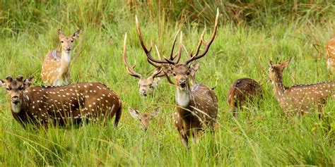 Wayanad Wildlife Sanctuary (Timings, History, Entry Fee, Images & Information) - Wayanad Tourism