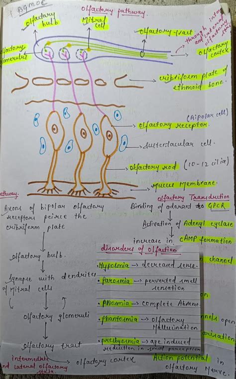 Olfactory pathway Notes PDF Download for NEET, MBBS and other ...