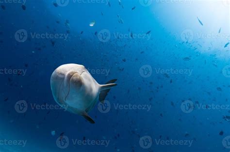 dolphin underwater on ocean background 17233510 Stock Photo at Vecteezy