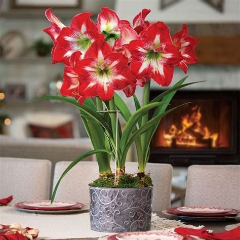 Growing Amaryllis Indoors | How to Grow Amaryllis in Pots