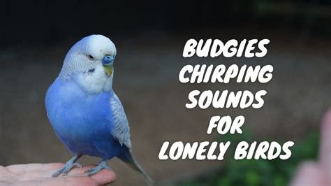 BUDGIES CHIRPING SOUNDS FOR LONELY BIRDS | 1 HOUR BIRD SOUNDS - YouTube