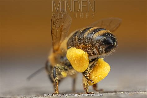 Honey Bee stock photo - Minden Pictures