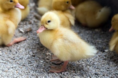 Yellow ducklings stock photo. Image of animal, chick - 57409514