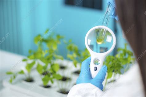 Botanist examining plant samples - Stock Image - F024/6756 - Science Photo Library