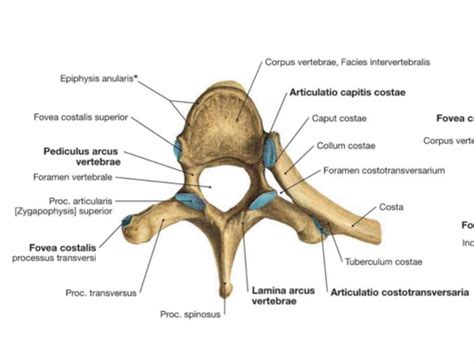 Thoracic Vertebrae Flashcards | Quizlet